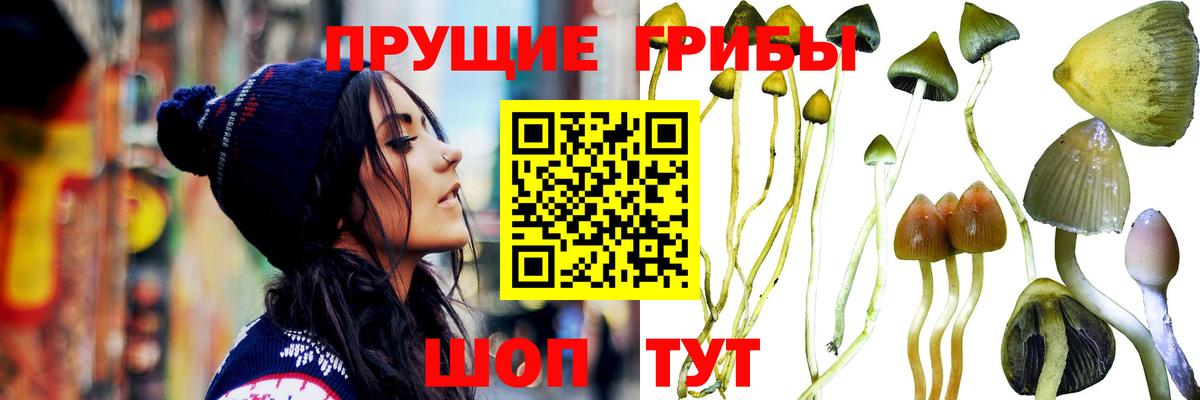 Галлюциногенные грибы Psilocybe Кудымкар